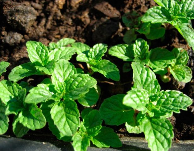 Mint Kholodok: photo, description, reviews