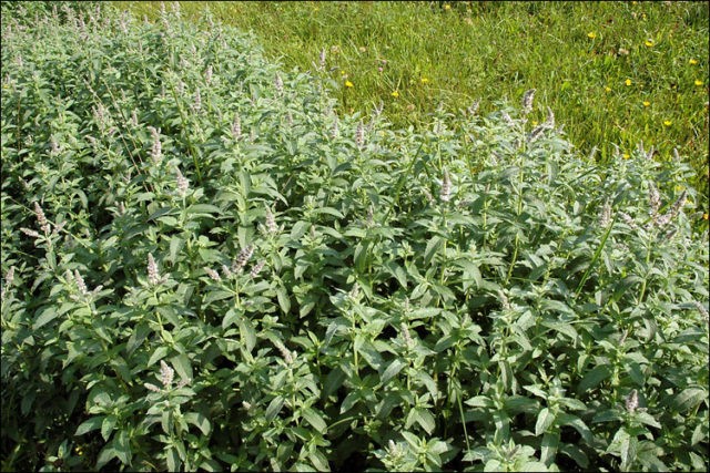 Mint long-leaved: medicinal properties and contraindications