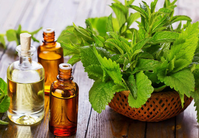 Mint long-leaved: medicinal properties and contraindications