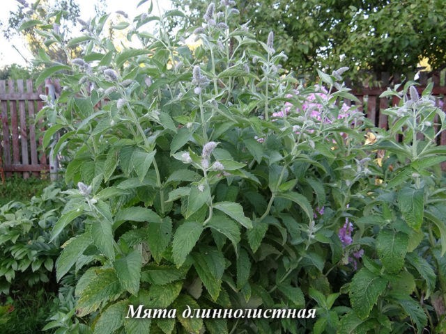 Mint long-leaved: medicinal properties and contraindications