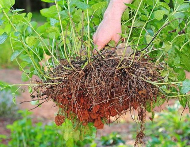 Mint long-leaved: medicinal properties and contraindications