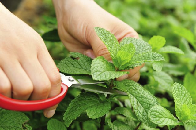 Mint long-leaved: medicinal properties and contraindications