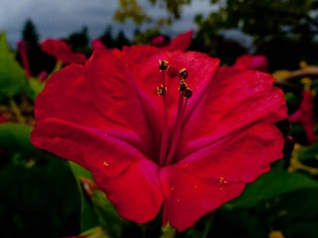 Mirabilis flowers Night beauty