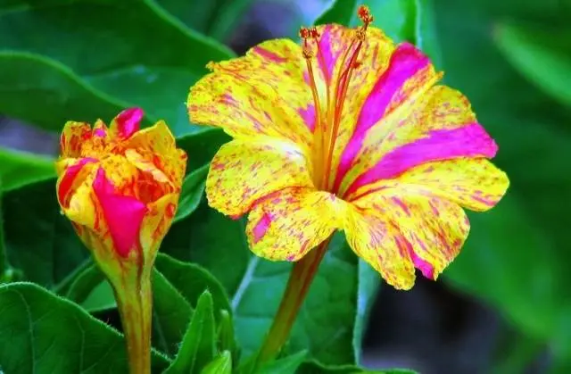 Mirabilis flowers Night beauty