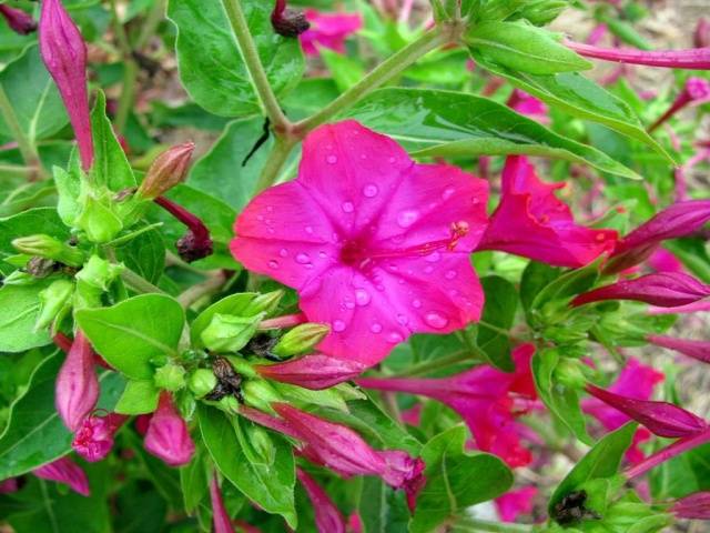 Mirabilis flowers Night beauty