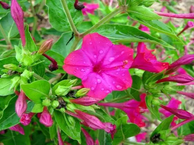 Mirabilis flowers Night beauty