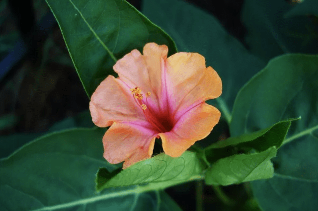 Mirabilis flowers Night beauty