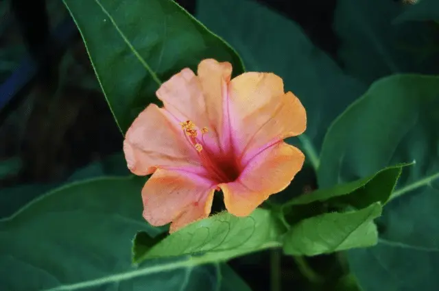 Mirabilis flowers Night beauty