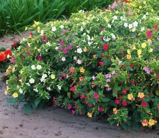 Mirabilis flowers Night beauty