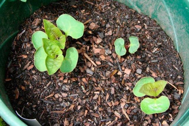 Mirabilis from seeds at home