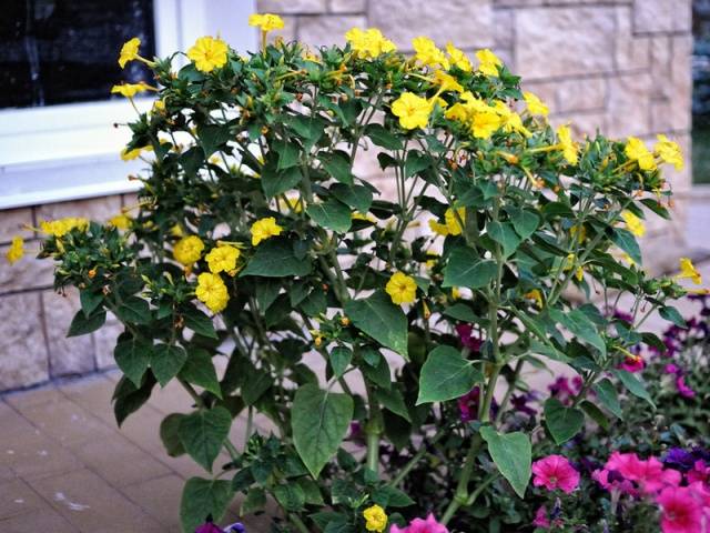 Mirabilis from seeds at home