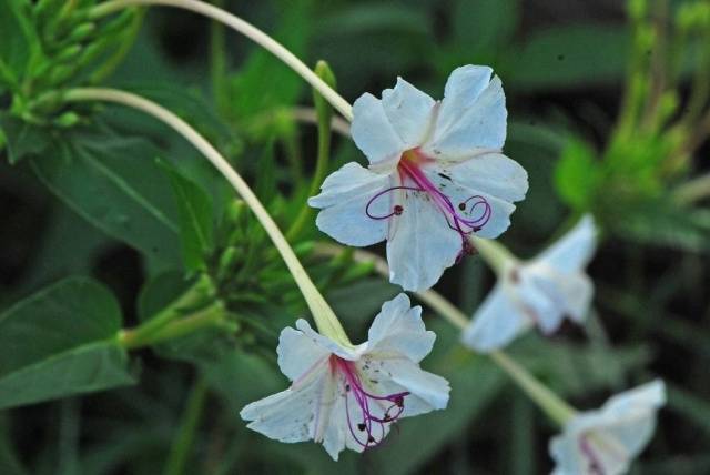 Mirabilis from seeds at home