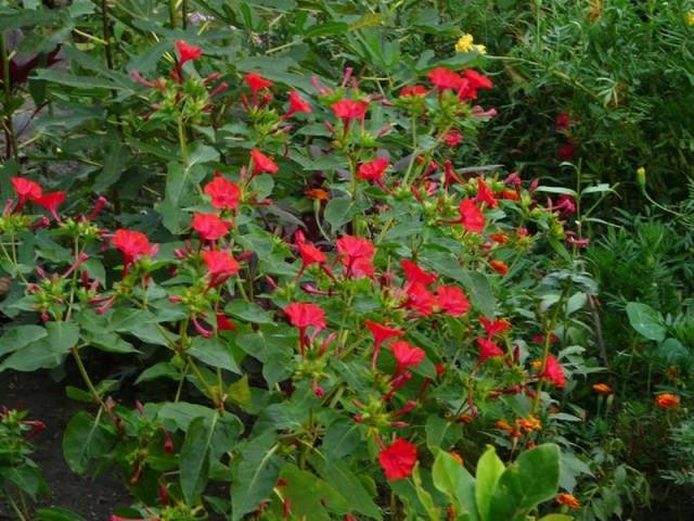 Mirabilis from seeds at home