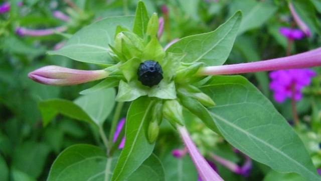 Mirabilis from seeds at home