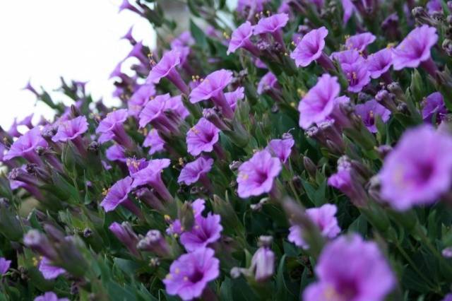 Mirabilis from seeds at home