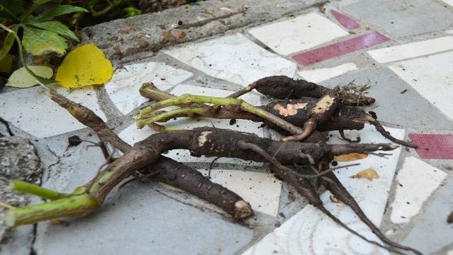 Mirabilis from seeds at home