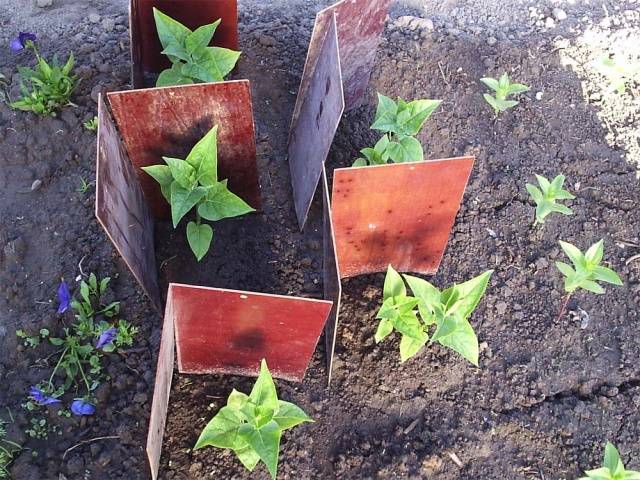 Mirabilis from seeds at home