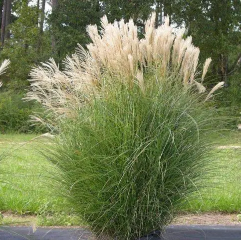 Miscanthus: characteristics, types, varieties, height, frost resistance, photo