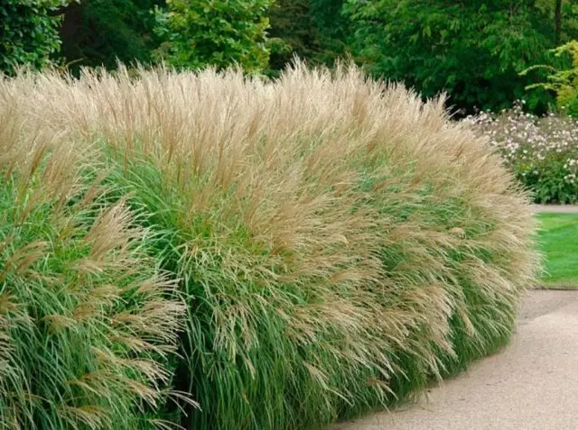 Miscanthus: characteristics, types, varieties, height, frost resistance, photo