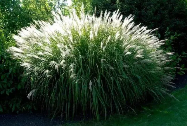 Miscanthus: characteristics, types, varieties, height, frost resistance, photo