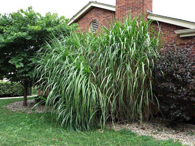 Miscanthus: characteristics, types, varieties, height, frost resistance, photo