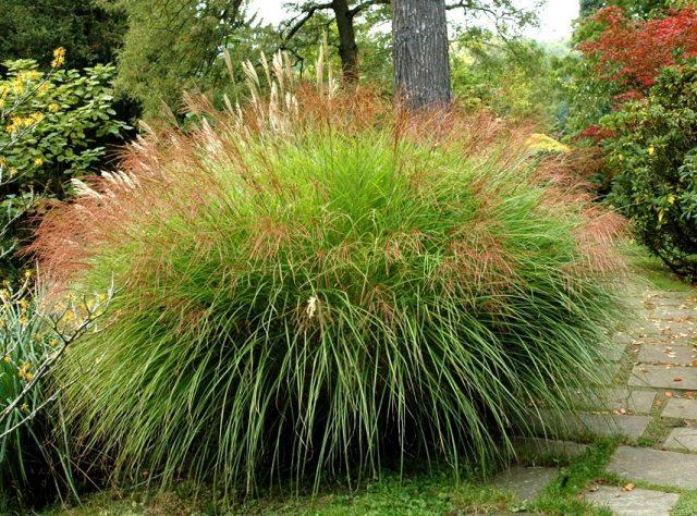 Miscanthus: characteristics, types, varieties, height, frost resistance, photo