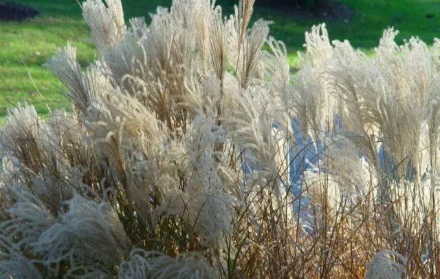 Miscanthus: characteristics, types, varieties, height, frost resistance, photo