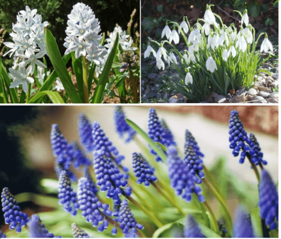 Mixborder of shrubs and perennials: photo + diagrams