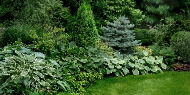 Mixborder of shrubs and perennials: photo + diagrams