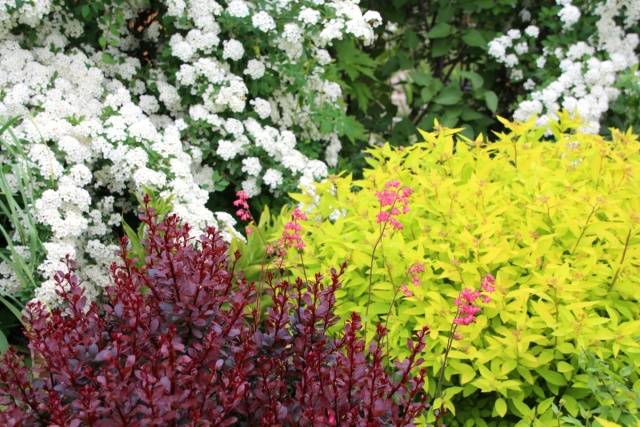 Mixborder of shrubs and perennials: photo + diagrams