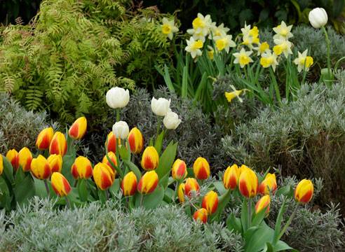 Mixborder of shrubs and perennials: photo + diagrams