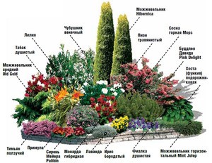 Mixborder of shrubs and perennials: photo + diagrams