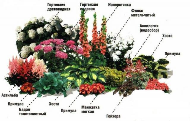 Mixborders in landscape design + photo