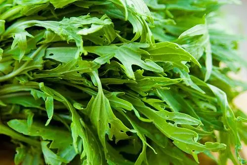 Mizuna cabbage: photo, description