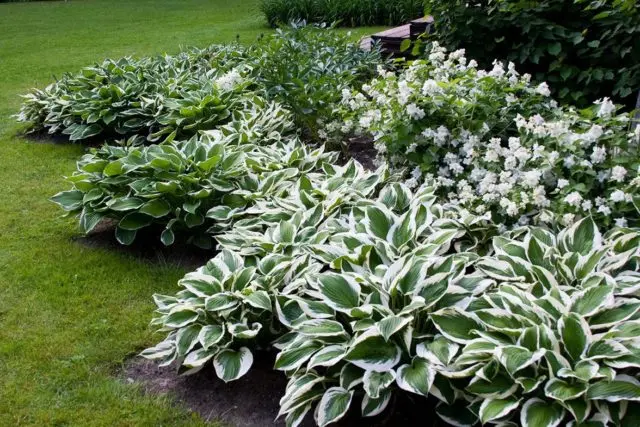 Mock orange (garden jasmine) in landscape design: photo, hedge, compositions, combinations