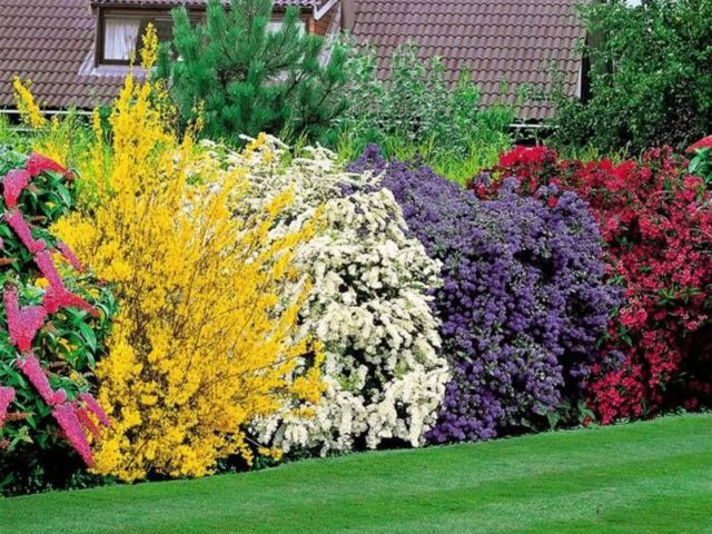 Mock orange (garden jasmine) in landscape design: photo, hedge, compositions, combinations