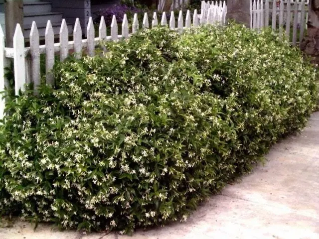 Mock orange (garden jasmine) in landscape design: photo, hedge, compositions, combinations