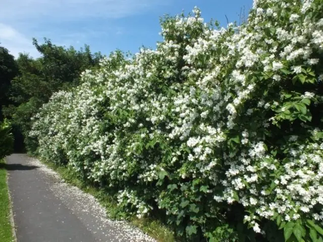 Mock orange (garden jasmine) in landscape design: photo, hedge, compositions, combinations