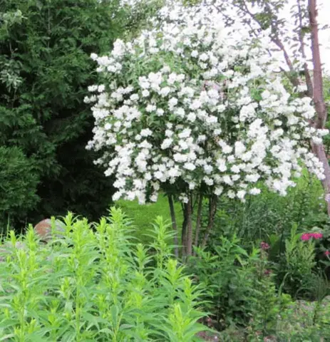 Mock orange (garden jasmine) in landscape design: photo, hedge, compositions, combinations