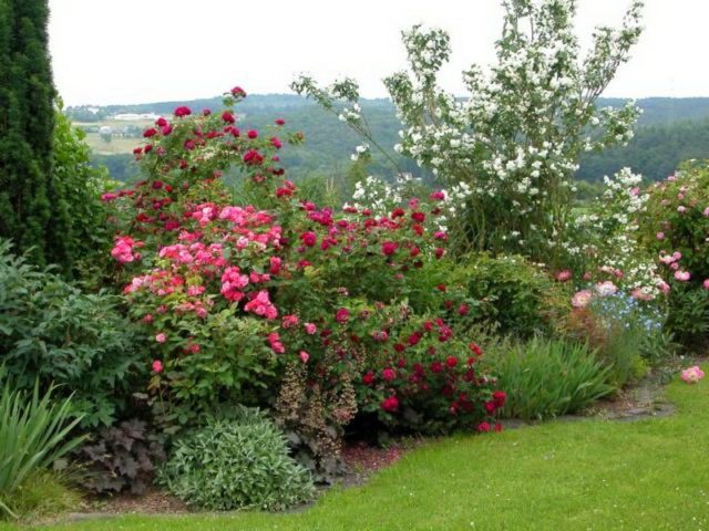 Mock orange (garden jasmine) in landscape design: photo, hedge, compositions, combinations