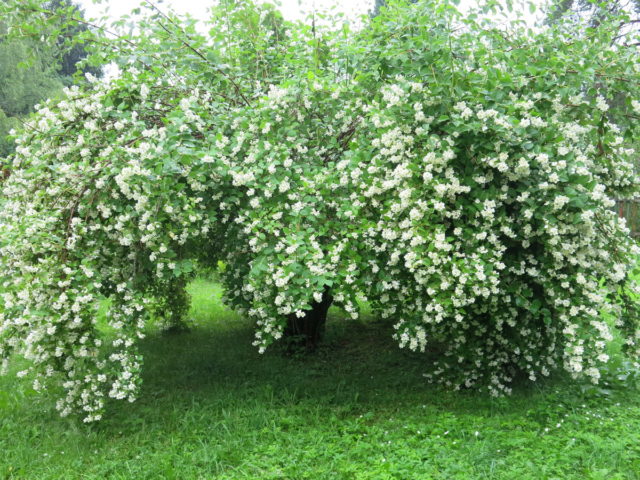 Mock orange (garden jasmine): photo and description of the shrub, types, sizes, characteristics, application