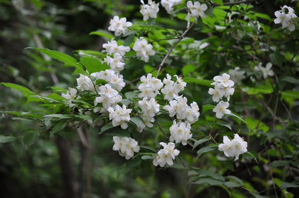 Mock orange (garden jasmine): photo and description of the shrub, types, sizes, characteristics, application