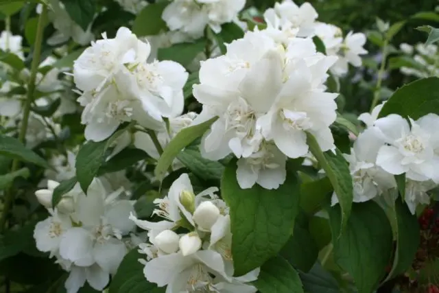 Mock orange (garden jasmine): photo and description of the shrub, types, sizes, characteristics, application