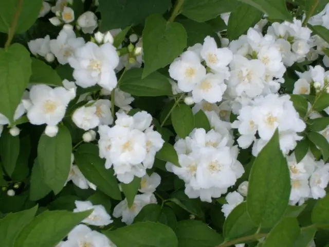 Mock orange (garden jasmine): photo and description of the shrub, types, sizes, characteristics, application