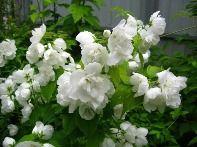 Mock orange (garden jasmine): photo and description of the shrub, types, sizes, characteristics, application