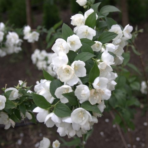 Mock orange (garden jasmine): photo and description of the shrub, types, sizes, characteristics, application