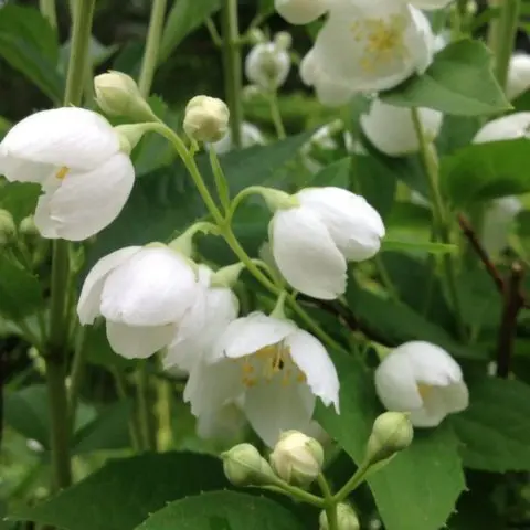 Mock orange (garden jasmine): photo and description of the shrub, types, sizes, characteristics, application