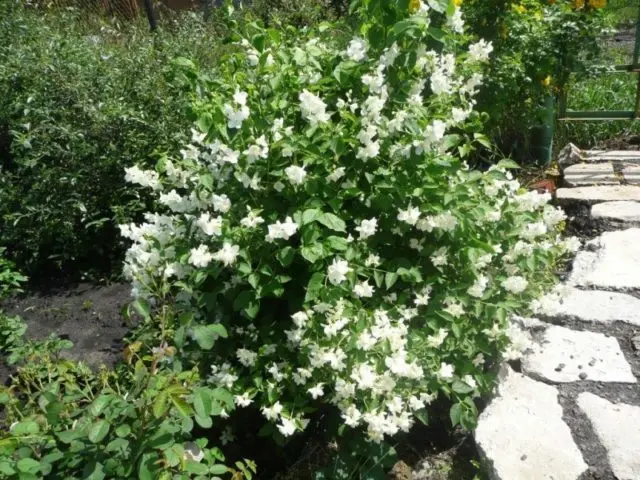 Mock orange (garden jasmine): photo and description of the shrub, types, sizes, characteristics, application