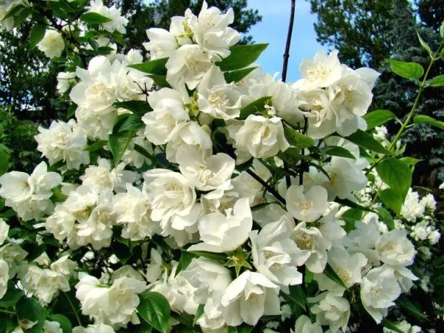 Mock orange (garden jasmine): photo and description of the shrub, types, sizes, characteristics, application