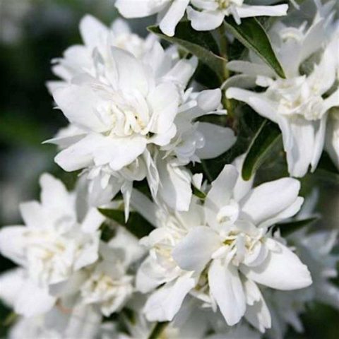 Mock orange (garden jasmine): photo and description of the shrub, types, sizes, characteristics, application